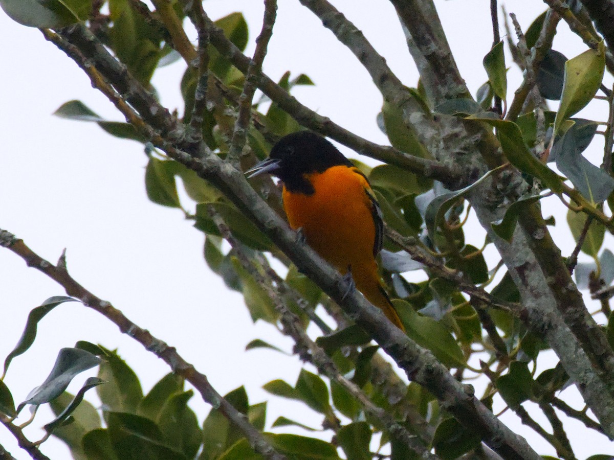 Baltimore Oriole - ML630100205