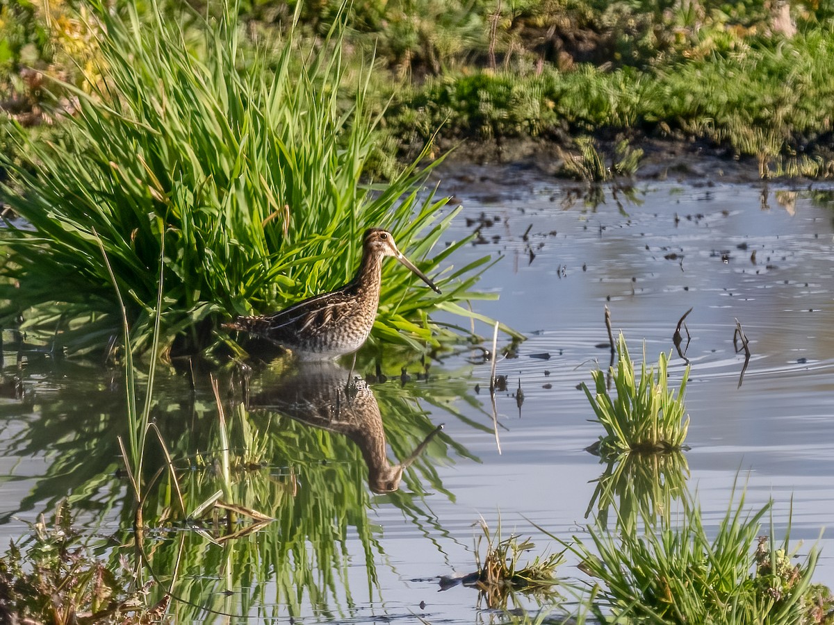 Wilson's Snipe - ML630100233