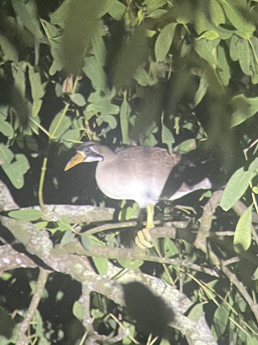 Masked Finfoot - ML630100242