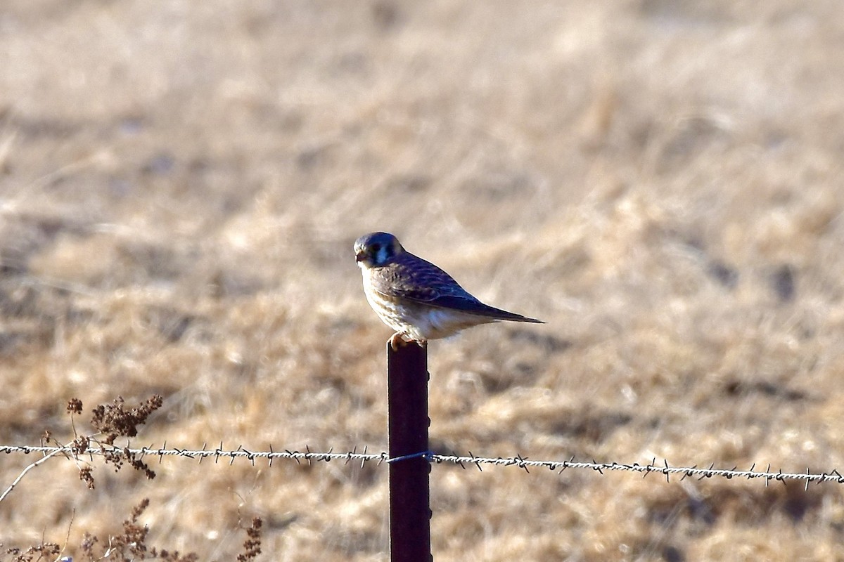 American Kestrel - ML630100288