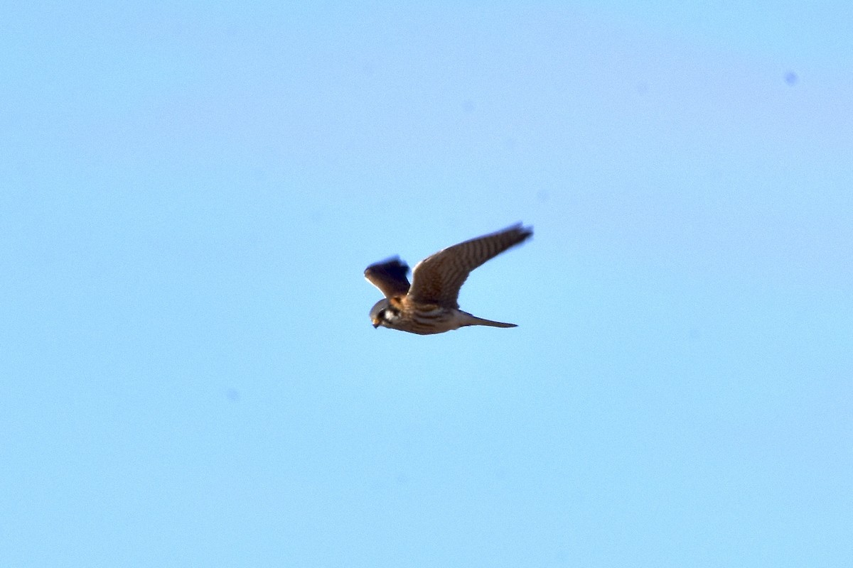 American Kestrel - ML630100289