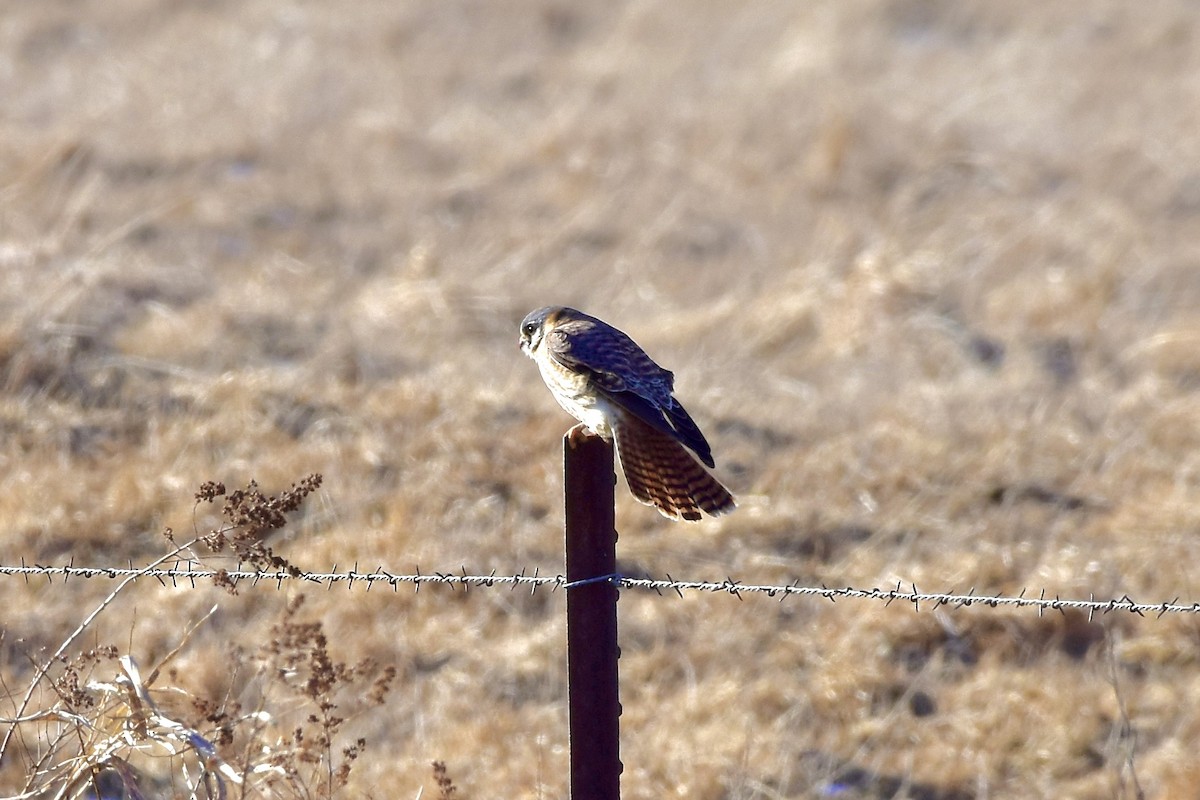 American Kestrel - ML630100290