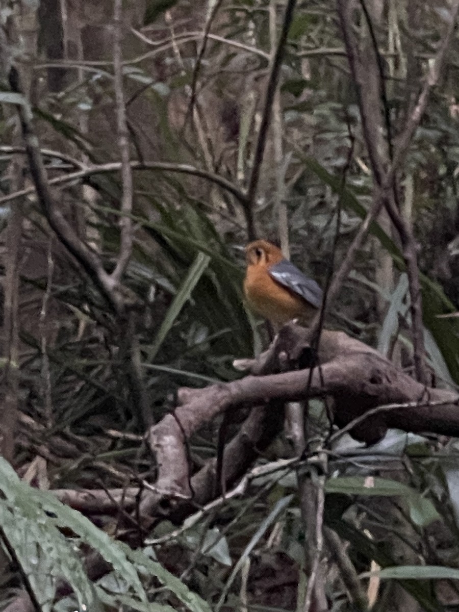 Orange-headed Thrush (Buff-throated) - ML630100309