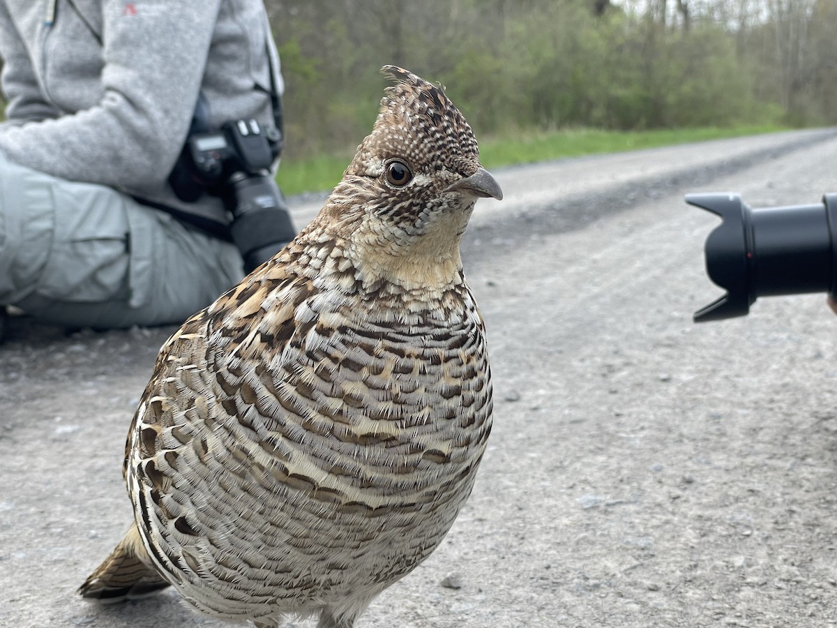 Ruffed Grouse - ML630100388