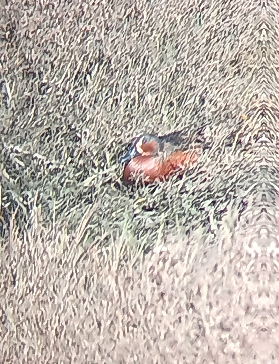 Blue-winged x Cinnamon Teal (hybrid) - ML630100458