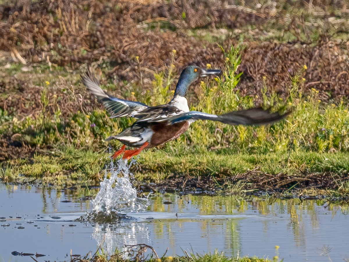 Northern Shoveler - ML630100534