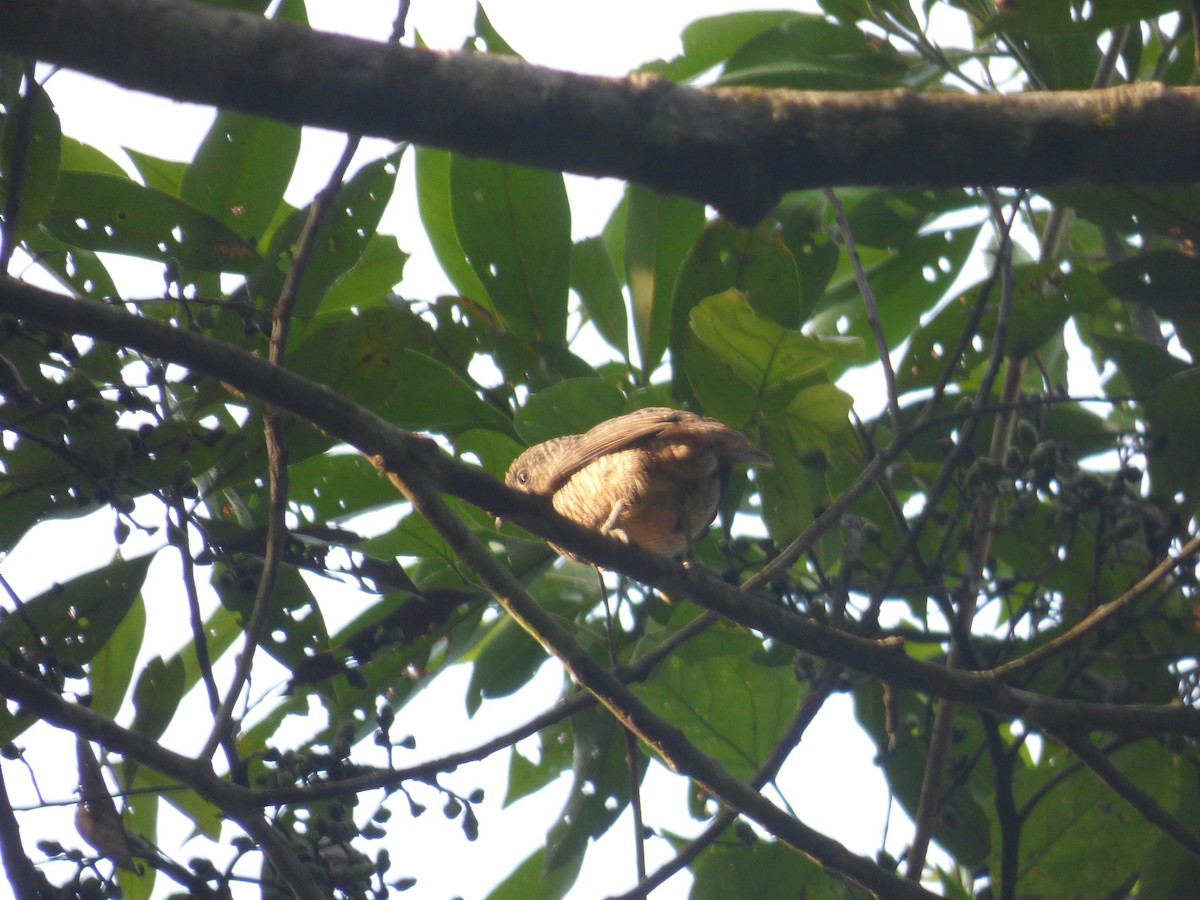 Purple-throated Cotinga - ML630100563