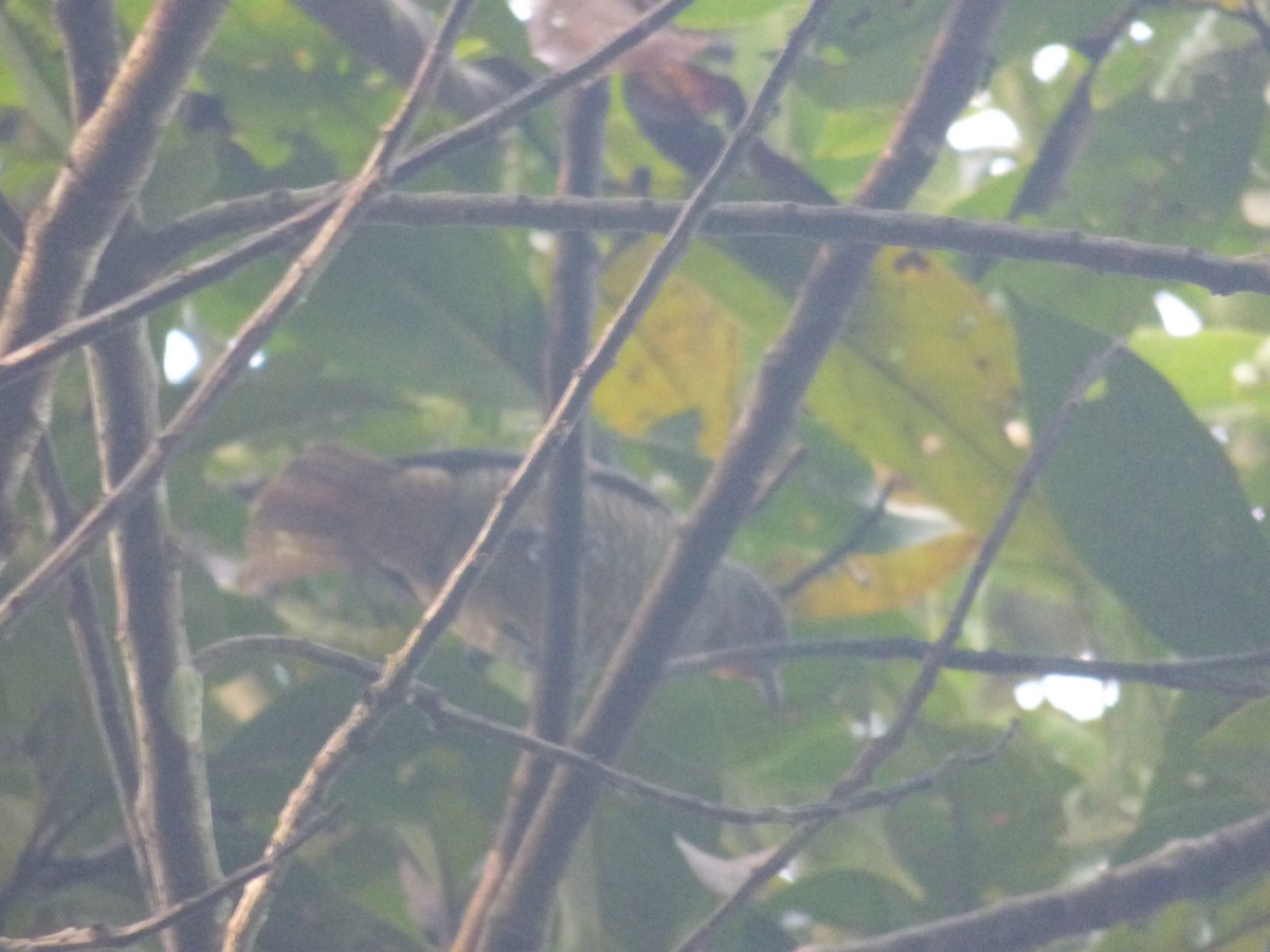 Purple-throated Cotinga - ML630100564