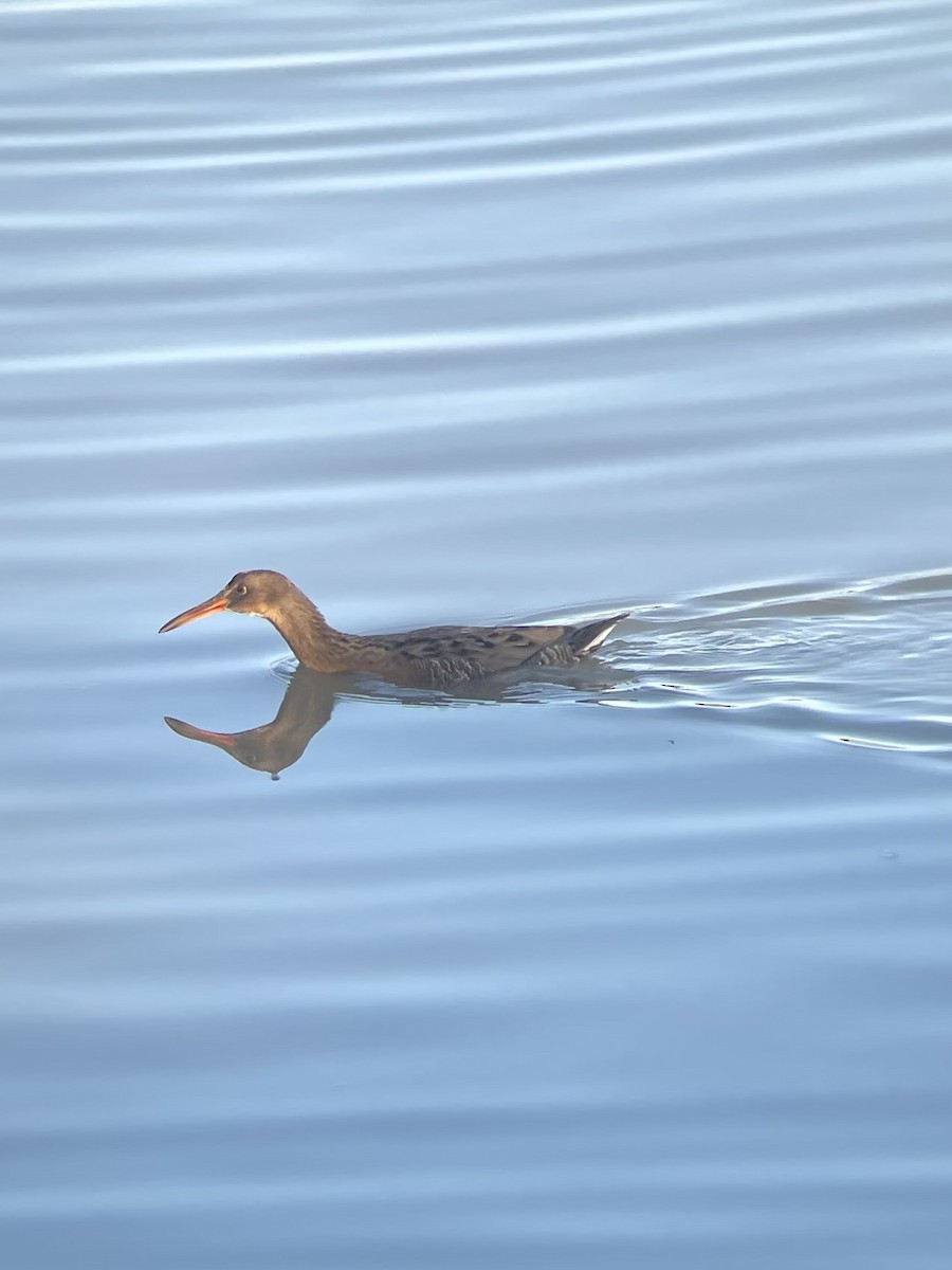 Ridgway's Rail (San Francisco Bay) - ML630100600