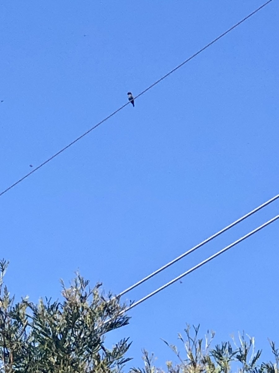 Дорнын эрдэнийн шувуу - ML630100618