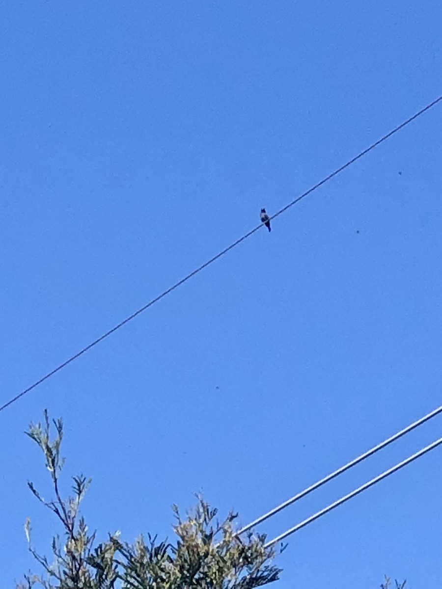 Дорнын эрдэнийн шувуу - ML630100619