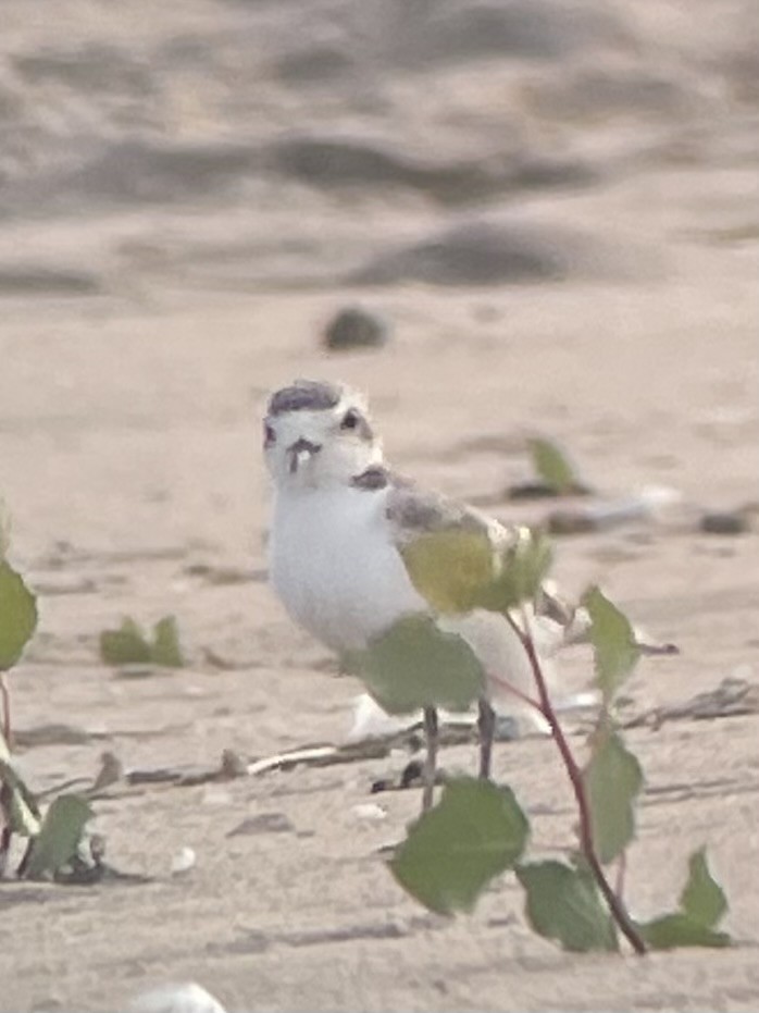 Snowy Plover - ML630100663