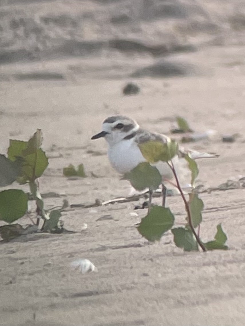 Snowy Plover - ML630100664