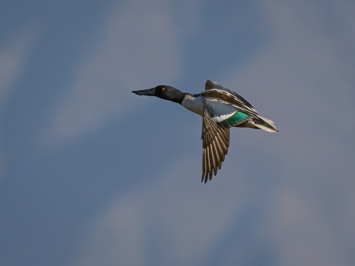 Northern Shoveler - ML630100668