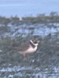Common Ringed Plover - ML630100699