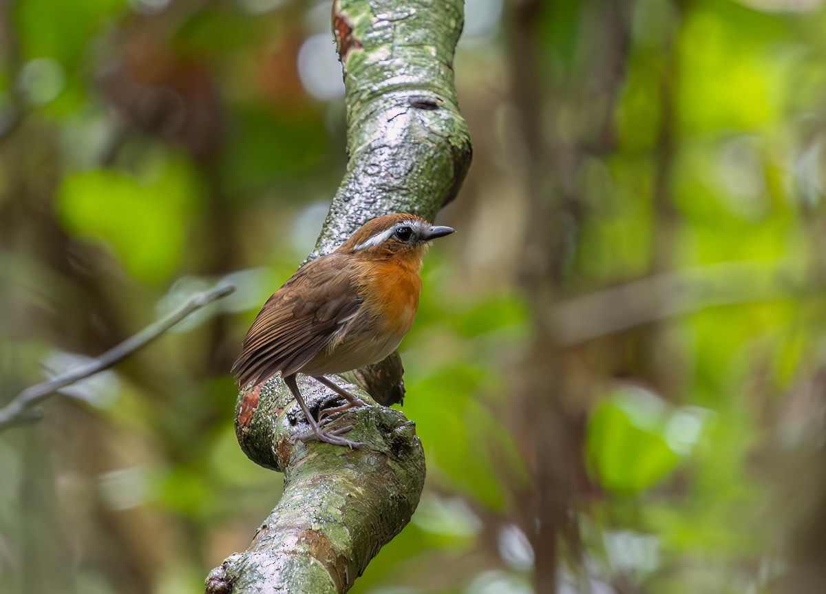 Black-breasted Gnateater - ML630100703