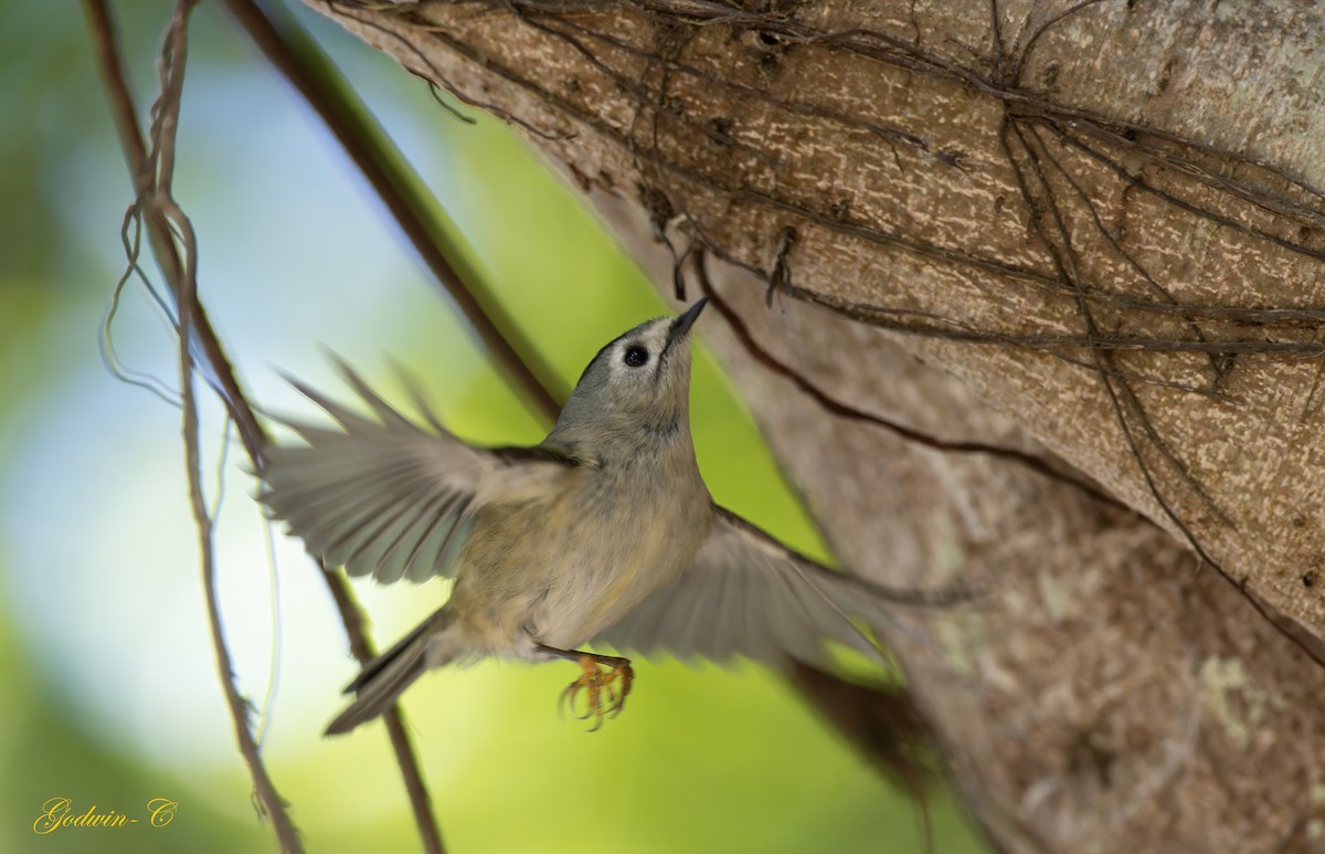 Goldcrest - ML630100715