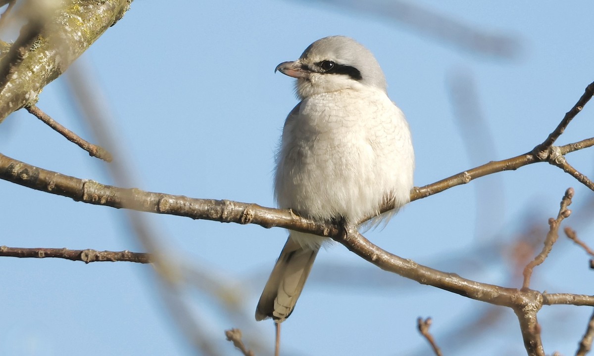 Northern Shrike - ML630100742