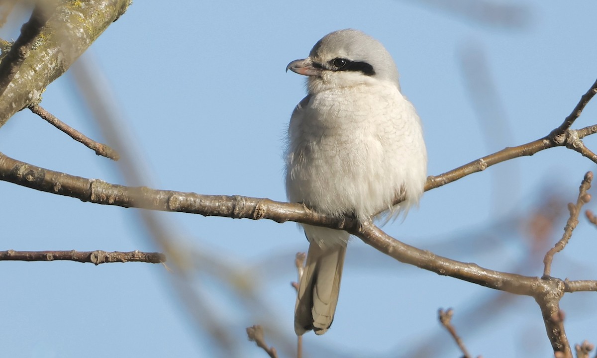Northern Shrike - ML630100744