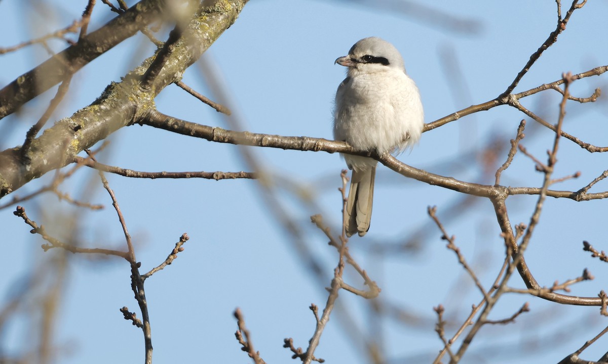 Northern Shrike - ML630100745