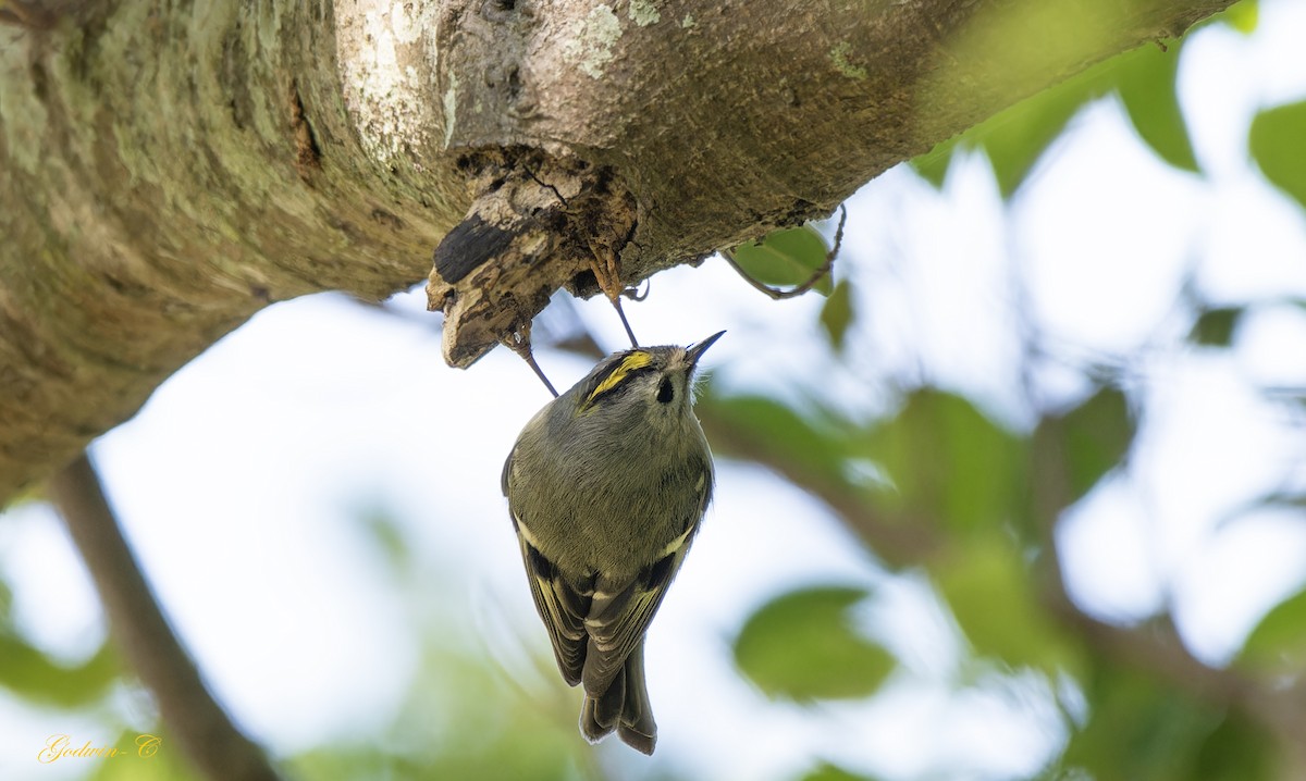 Goldcrest - ML630100758