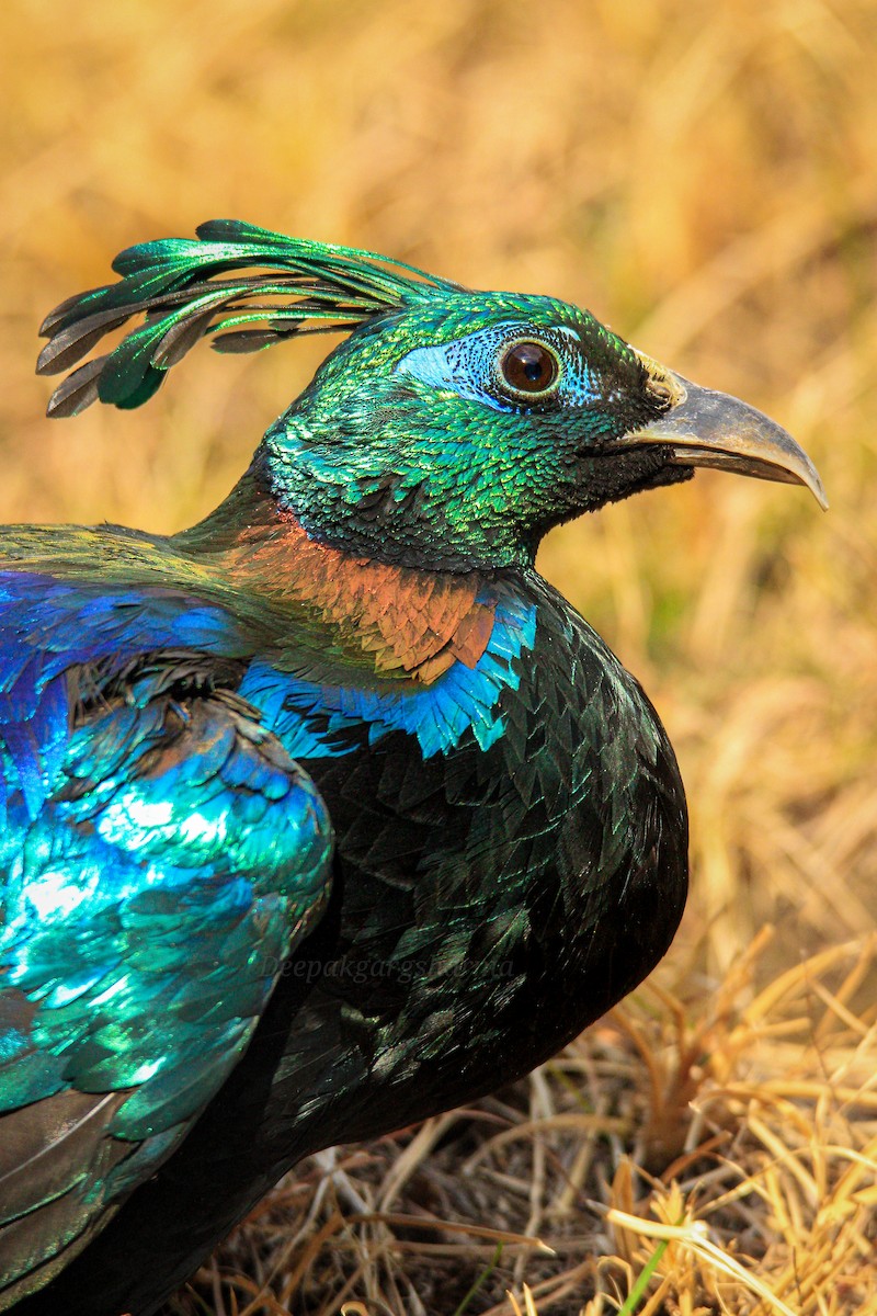 Himalayan Monal - ML630100765