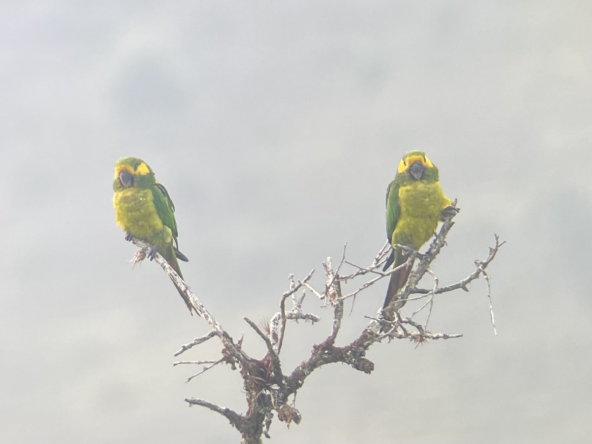 Yellow-eared Parrot - ML630100799