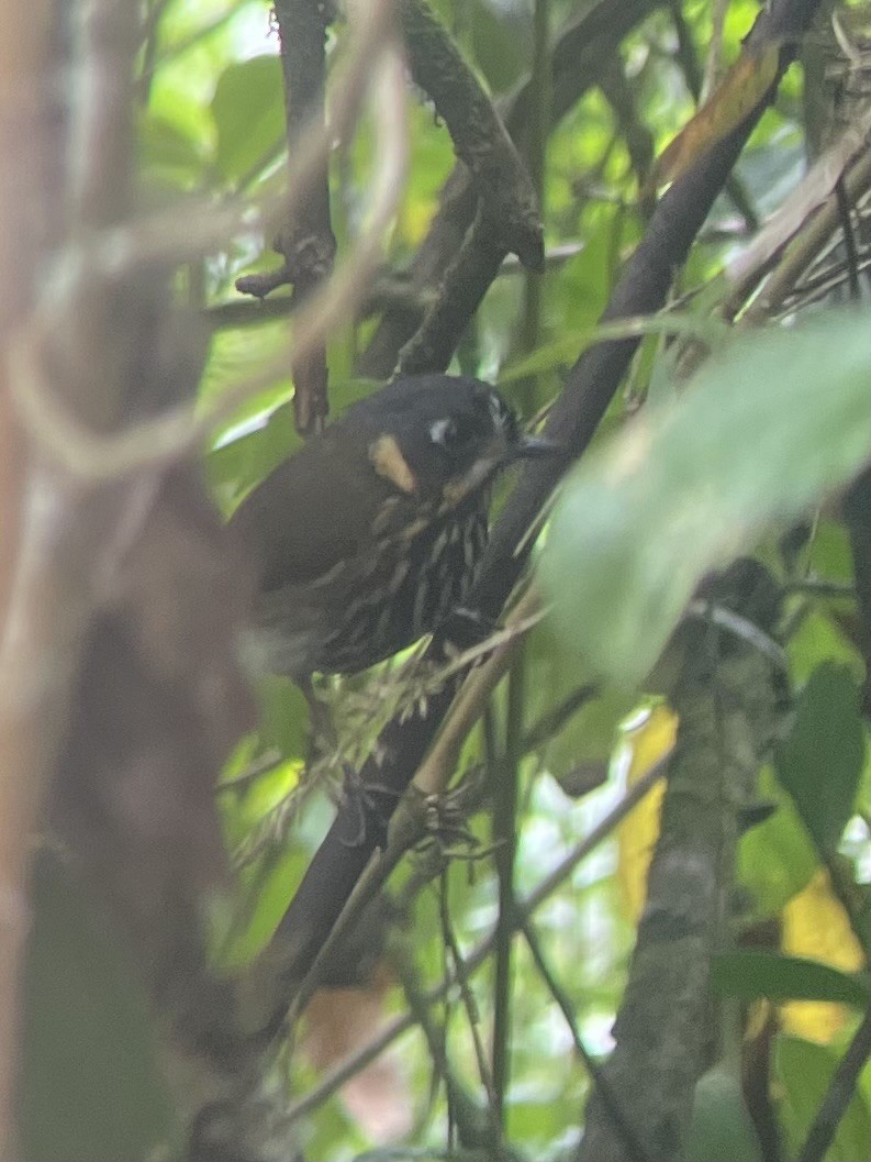 Crescent-faced Antpitta - ML630100821