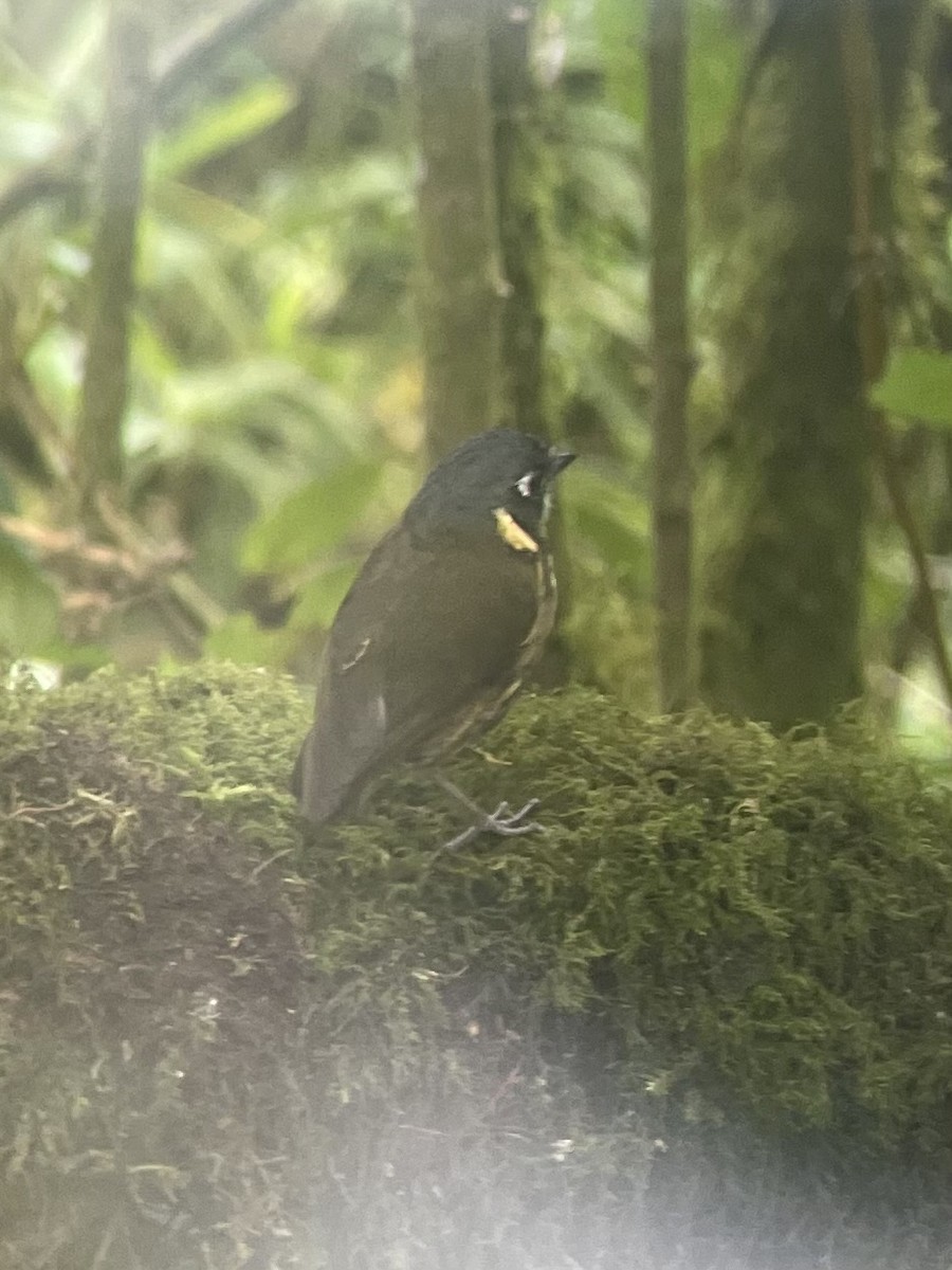 Crescent-faced Antpitta - ML630100822