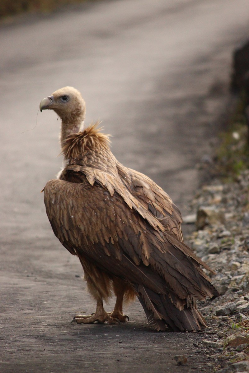 Himalayan Griffon - ML630100834
