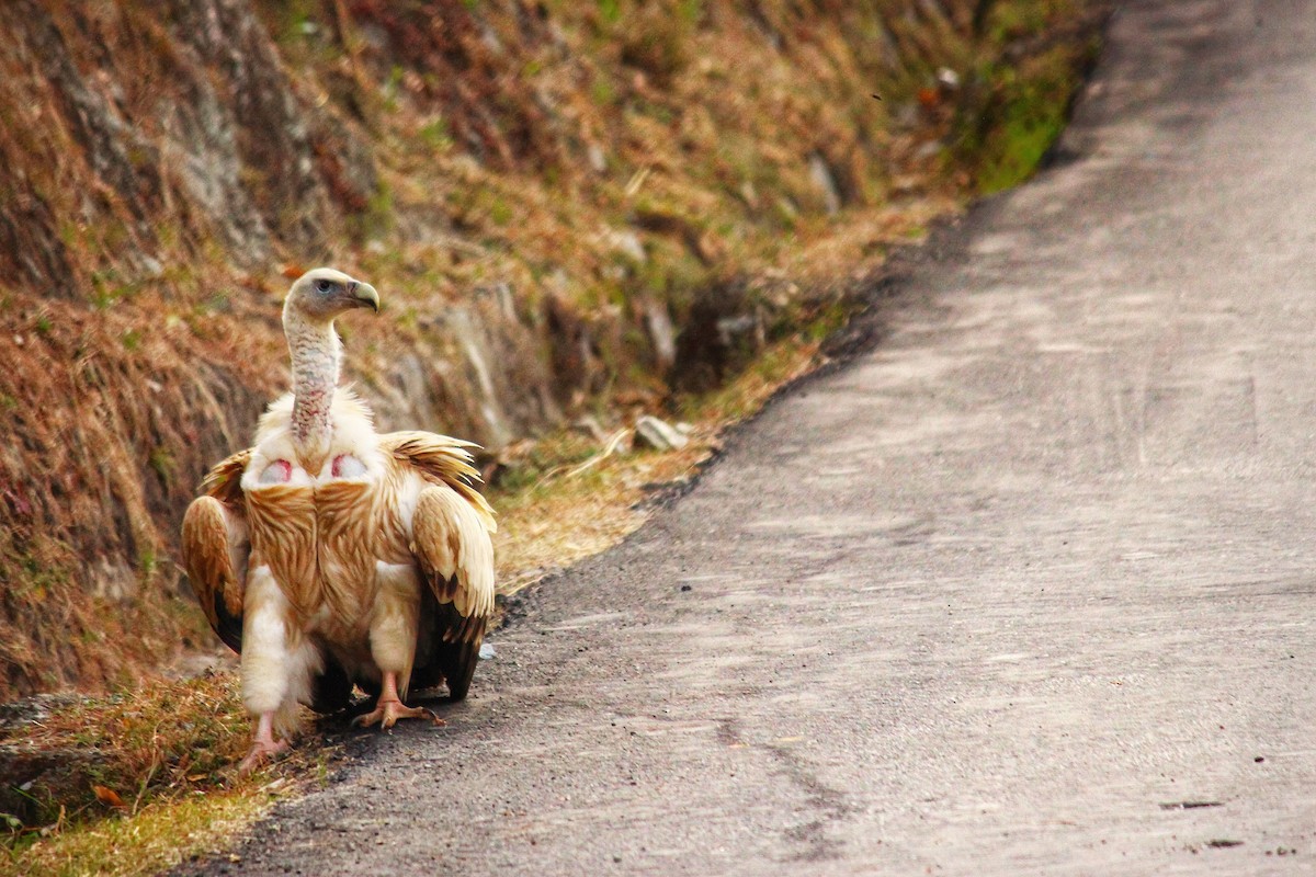 Himalayan Griffon - ML630100836