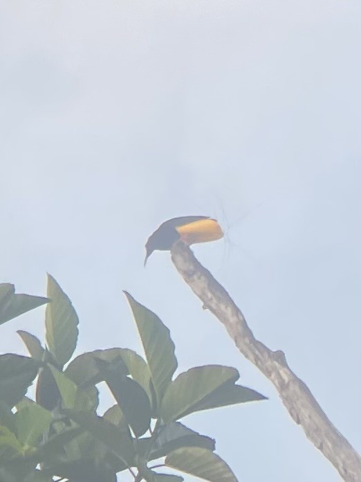 Twelve-wired Bird-of-Paradise - ML630100898