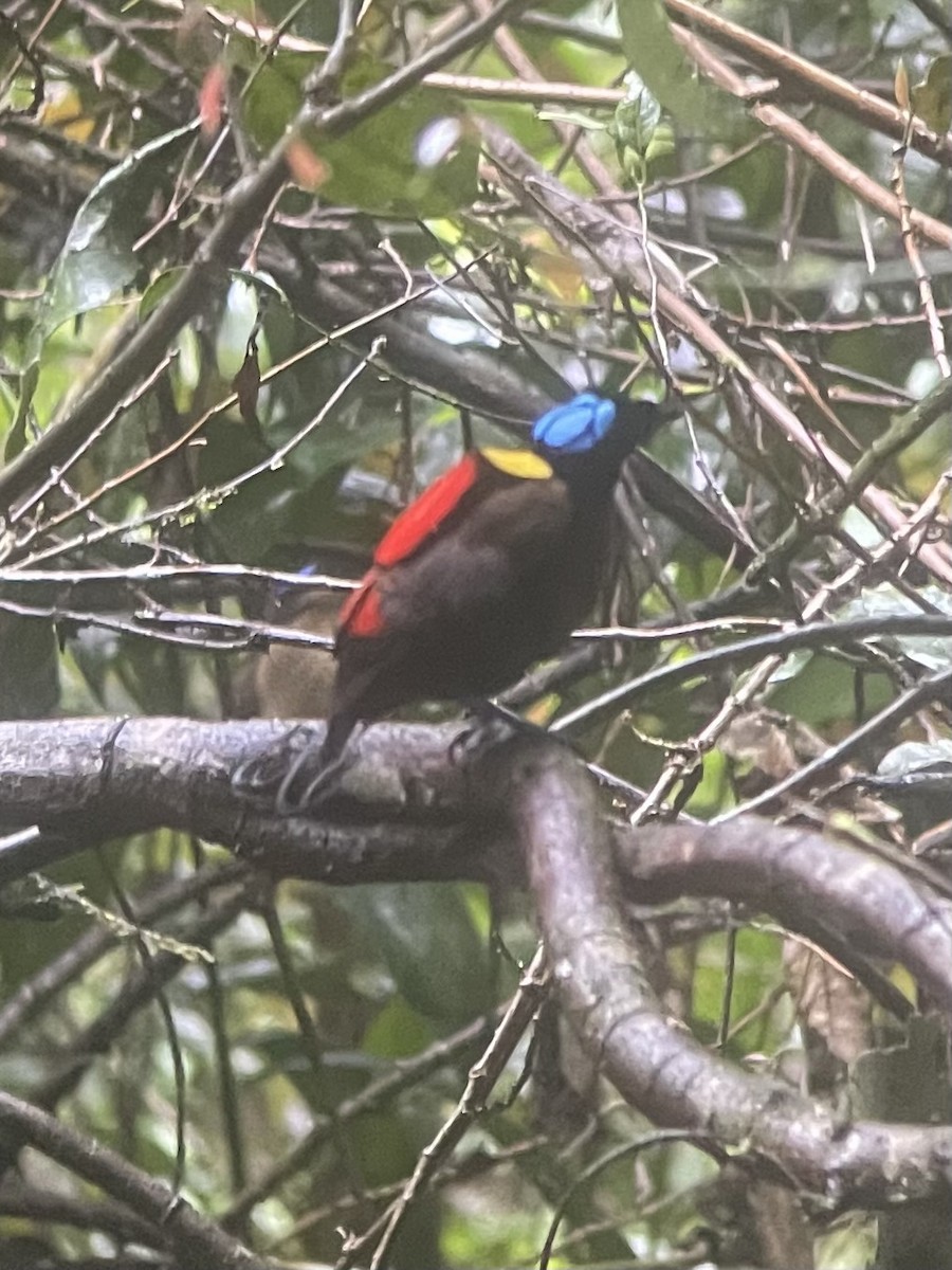 Wilson's Bird-of-Paradise - ML630100957