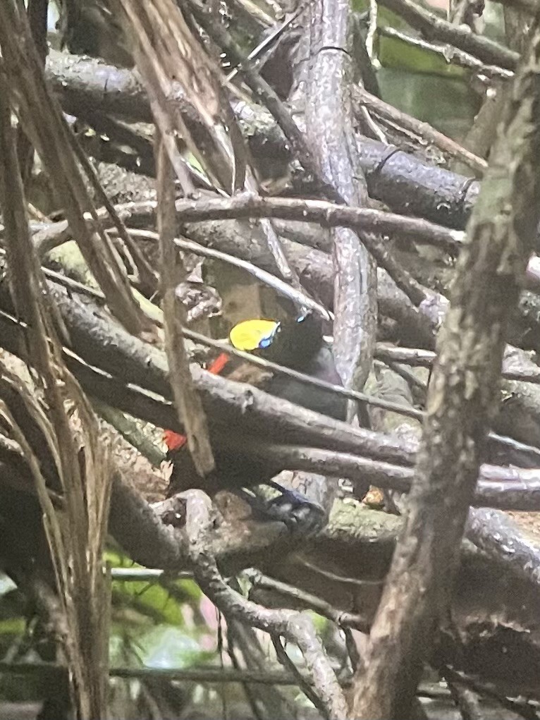 Wilson's Bird-of-Paradise - ML630100958