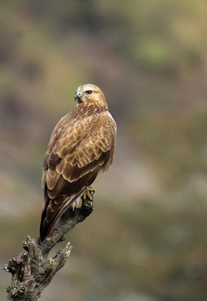 Himalayan Buzzard - ML630101009