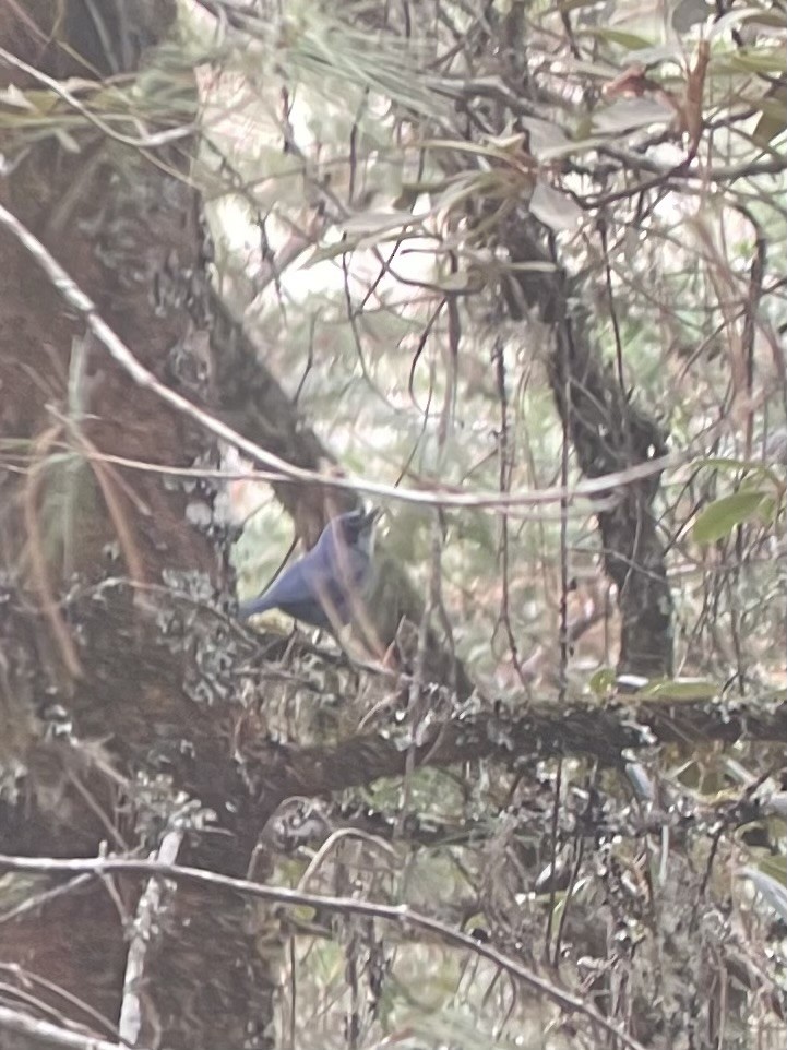 Dwarf Jay - ML630101020