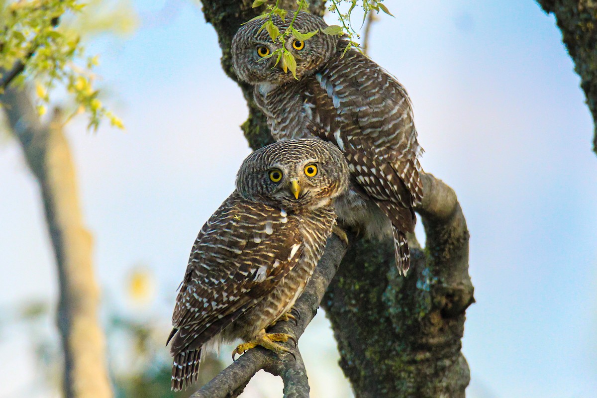 Asian Barred Owlet - ML630101027
