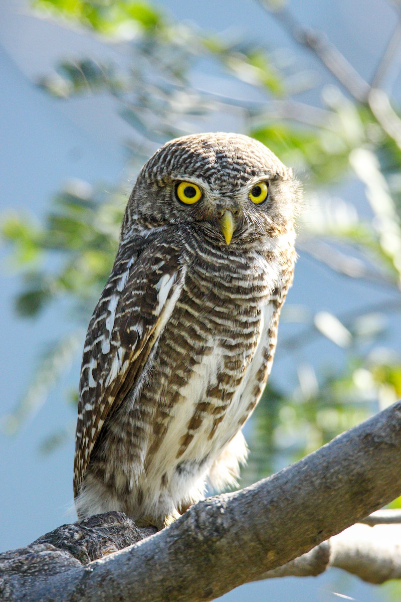 Asian Barred Owlet - ML630101032