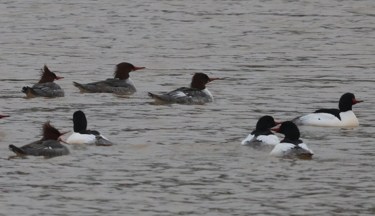 Common Merganser - ML630101106