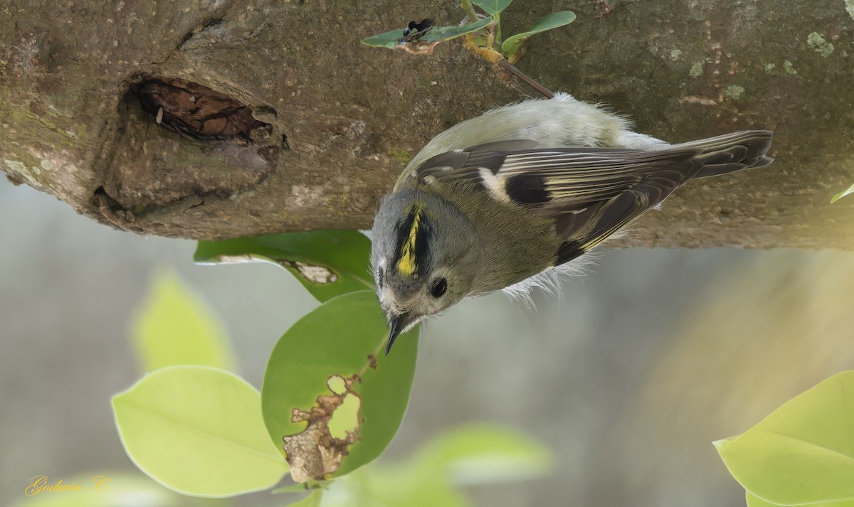 Goldcrest - ML630101116