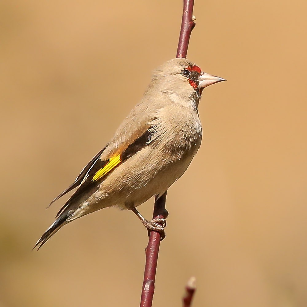 Gray-crowned Goldfinch - ML630101296