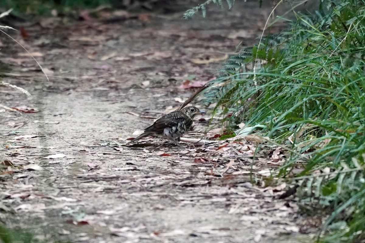 Bassian Thrush - ML630101398