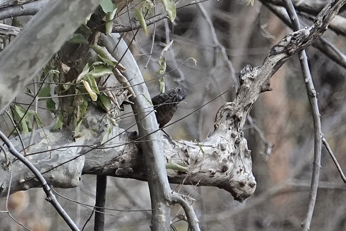 Rufous Limestone Babbler - ML630101453