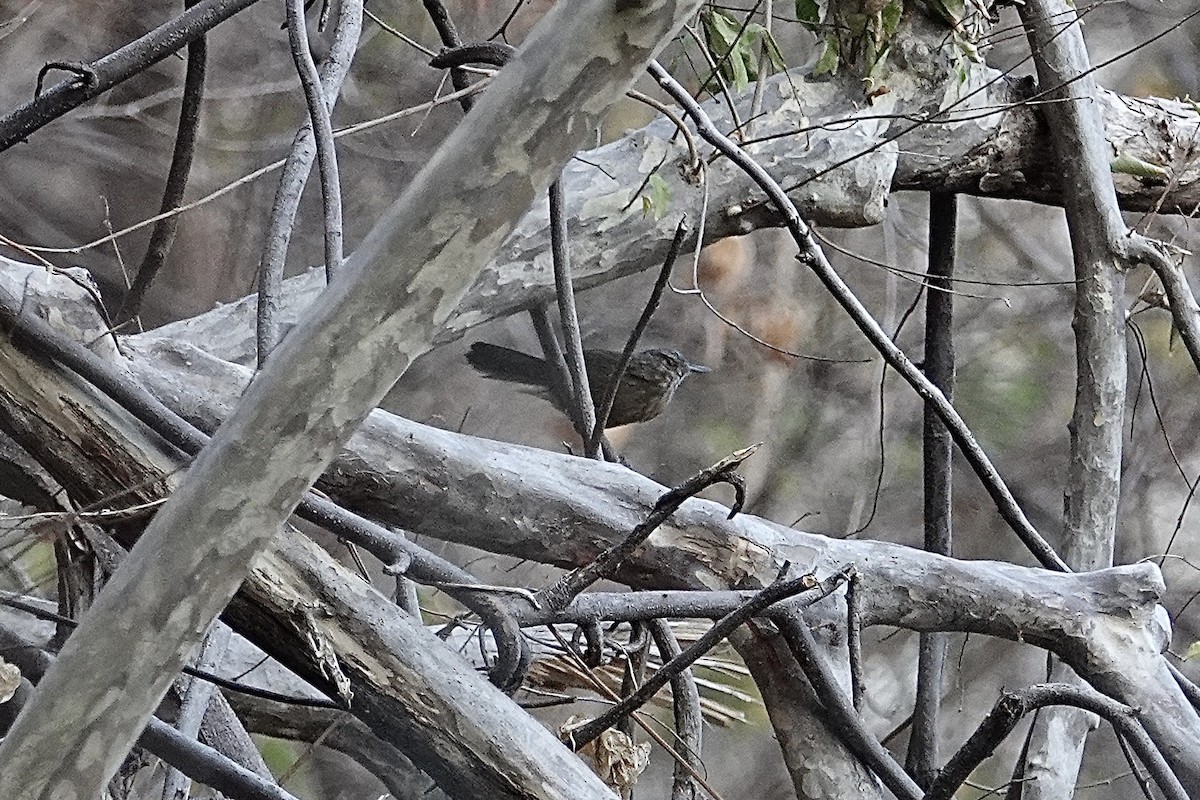 Rufous Limestone Babbler - ML630101455