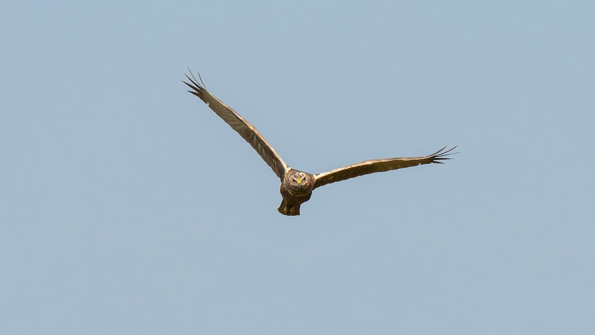 Eastern Marsh Harrier - ML630101551