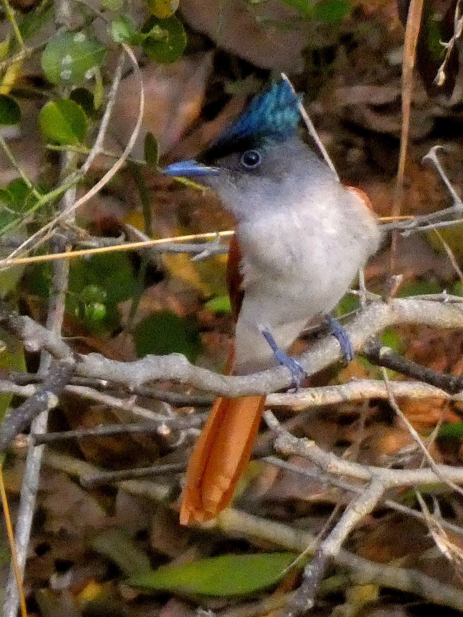 Indian Paradise-Flycatcher - ML630101584