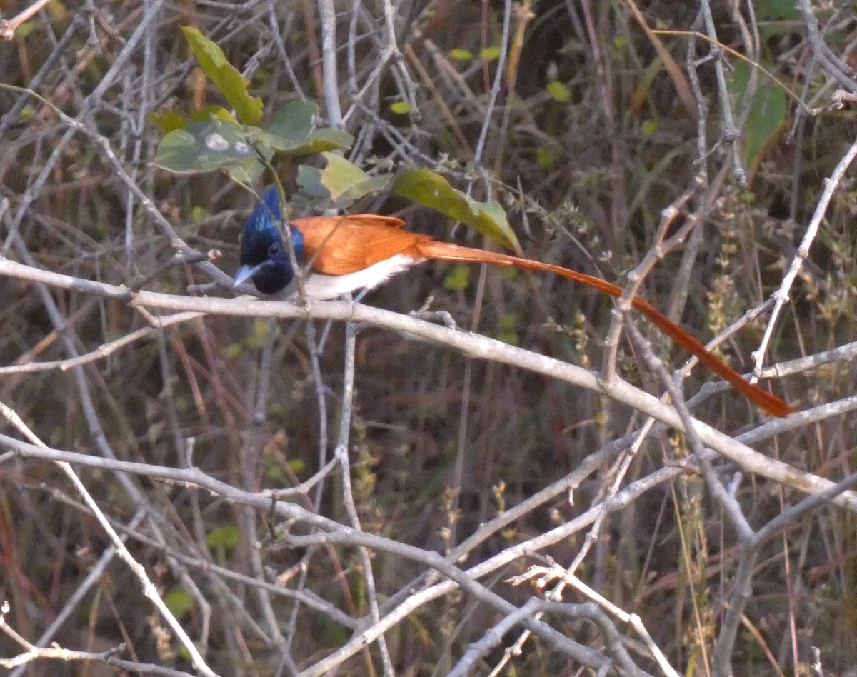 Indian Paradise-Flycatcher - ML630101585