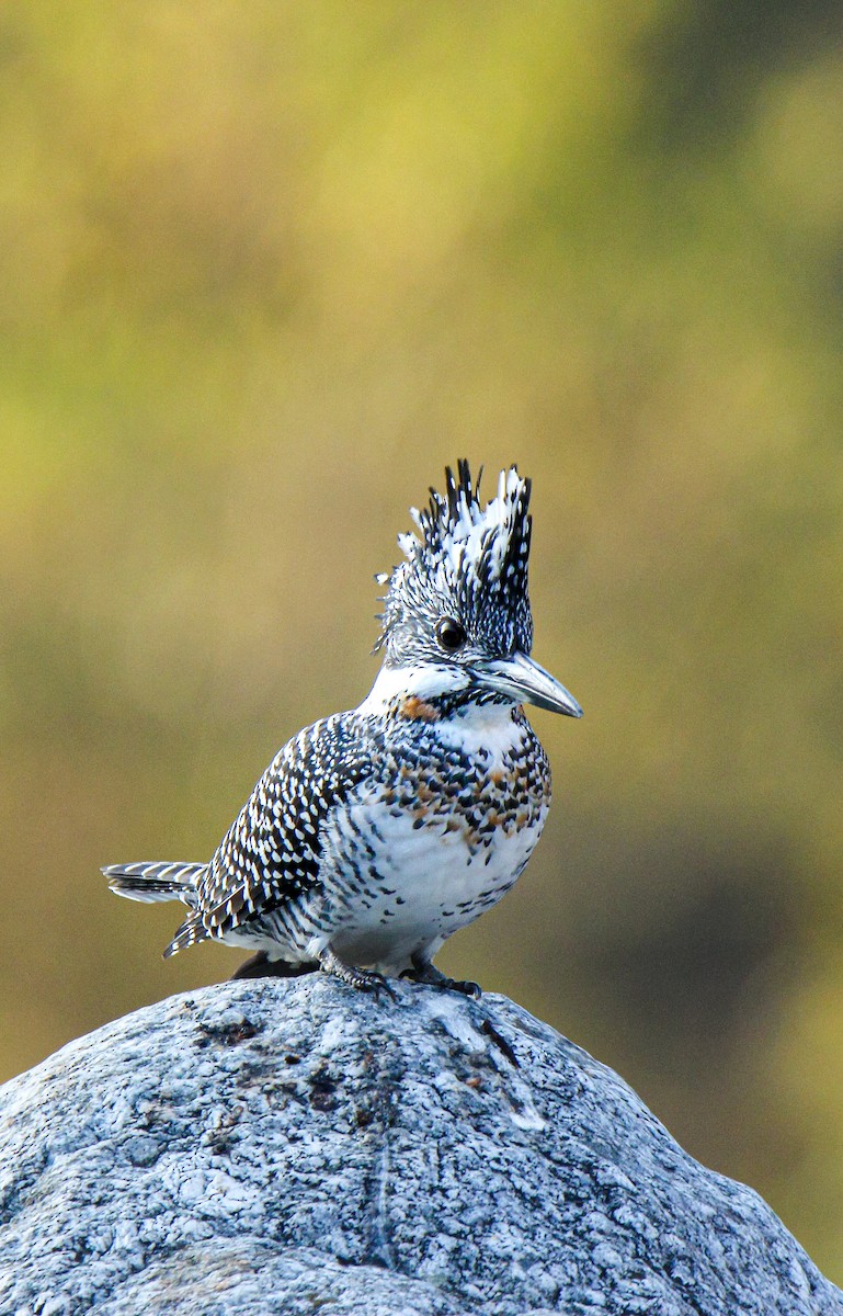 Crested Kingfisher - ML630101690