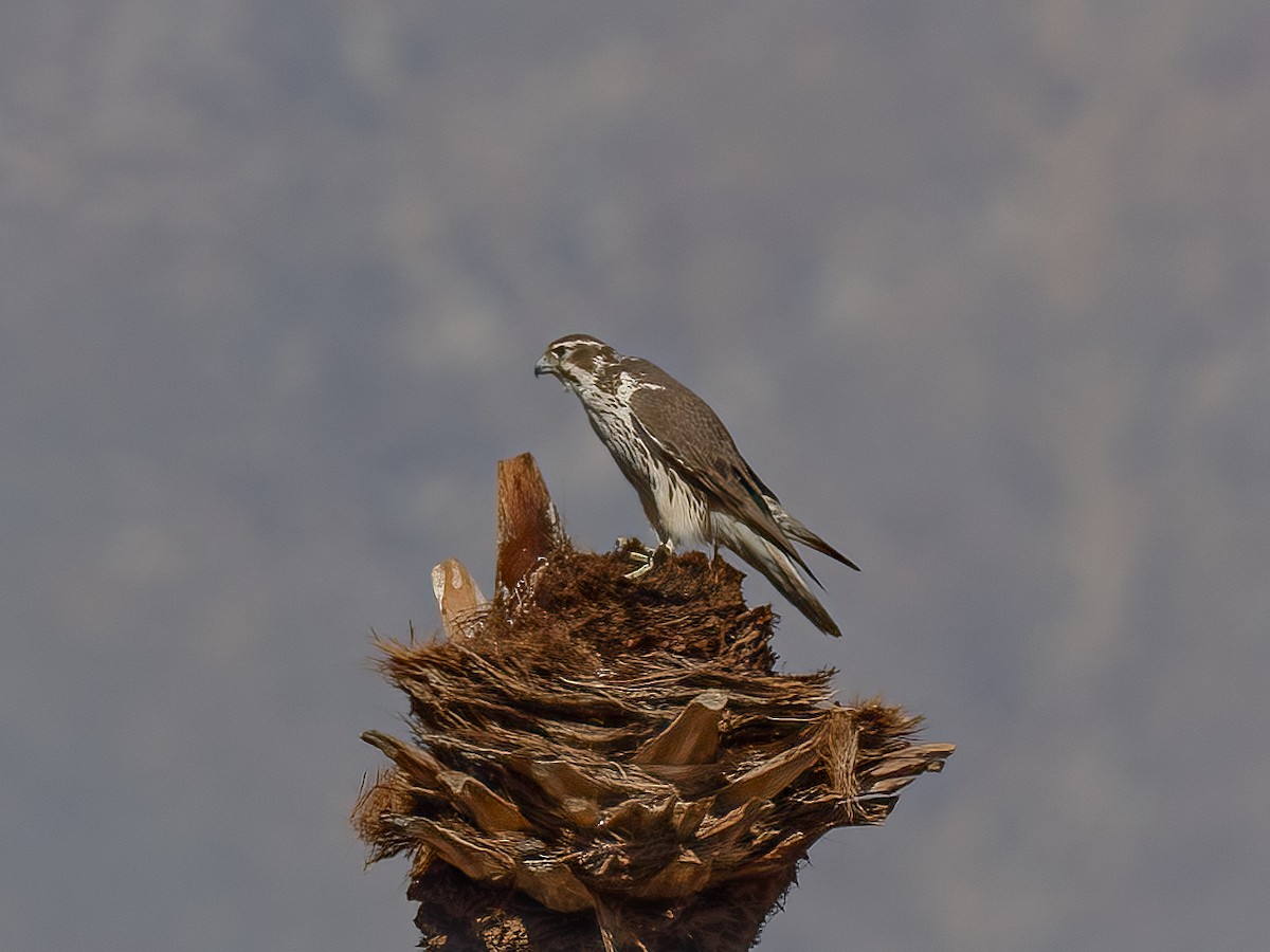 Prairie Falcon - ML630101792