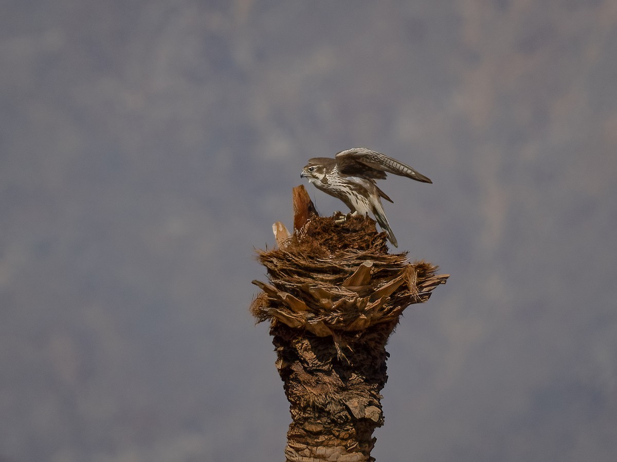 Prairie Falcon - ML630101793